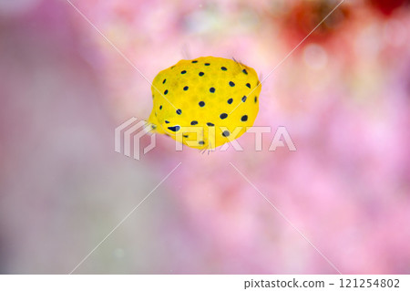 Juvenile Southern Boxfish, Macro, Okinawa Island.2 121254802