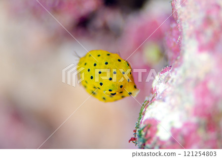 Juvenile Southern Boxfish, Macro, Okinawa Island.1 Juvenile Southern Boxfish, Macro, Okinawa Island.1 121254803