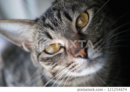 A brown tabby cat looking diagonally ahead A brown tabby cat looking diagonally ahead 121254874