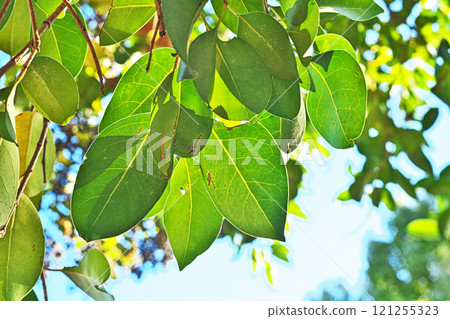 The veins of a Ligustrum moniliforme are visible through the leaves (winter, December) The veins of a Ligustrum moniliforme are visible through the leaves (winter, December) 121255323