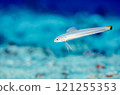 條紋黑百合蝦虎魚，宏，沖繩主島，Manza.1 121255353