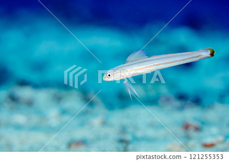 條紋黑百合蝦虎魚，宏，沖繩主島，Manza.1 121255353