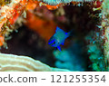 奄美蘇雀鯛幼魚，沖繩本島，萬座 121255354