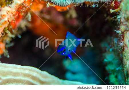 奄美蘇雀鯛幼魚,沖繩本島,萬座 奄美蘇雀鯛幼魚,沖繩本島,萬座 121255354