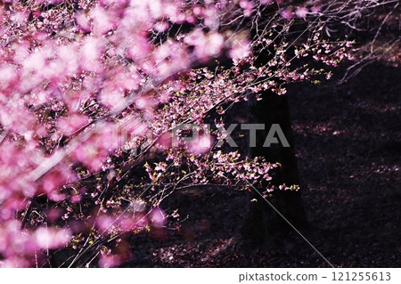 盛開的櫻花在春天的陽光下閃閃發光 121255613