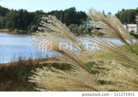 Nogiwa Park, Aomori City, Aomori Prefecture_Japanese silver grass Nogiwa Park, Aomori City, Aomori Prefecture_Japanese silver grass 121255951