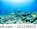 一群熱帶魚、雀鯛、瀨魚、蝴蝶魚、沖繩本島、恩納村、萬座.1 121256013