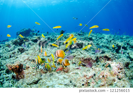 School of tropical fish, damselfish, wrasse, butterflyfish, Okinawa main island, Onna Village, Manza.3 121256015