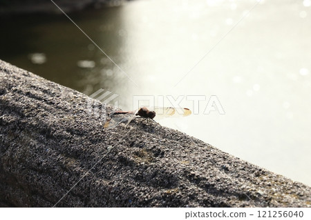 Nogiwa Park, Aomori City, Aomori Prefecture_Dragonfly 121256040