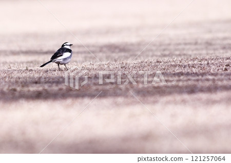 A white wagtail on the ground 121257064