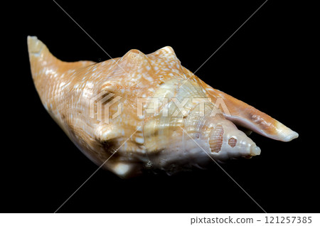 Strombus Gigas seashell on black background Strombus Gigas seashell on black background 121257385