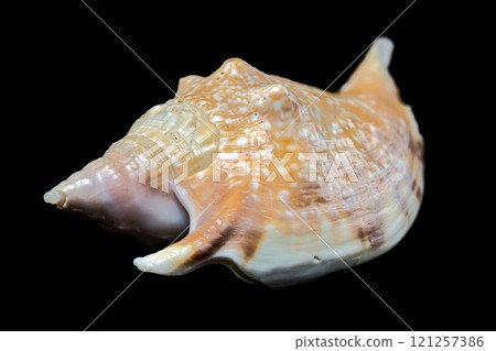 Strombus Gigas seashell on black background Strombus Gigas seashell on black background 121257386