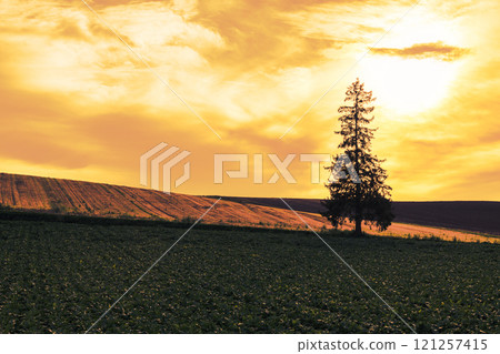 [Biei Town Christmas tree evening view] 121257415