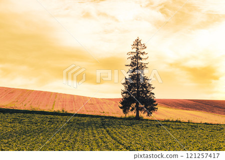 【美瑛町聖誕樹夜景】 【美瑛町聖誕樹夜景】 121257417