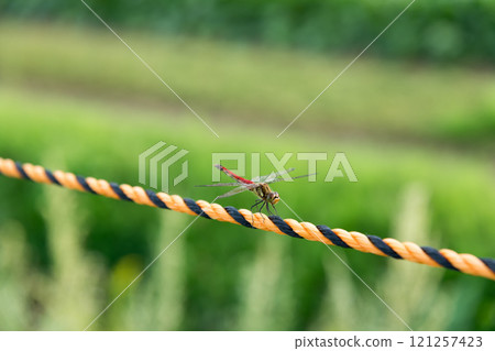 [Dragonfly: Autumn darter] 121257423