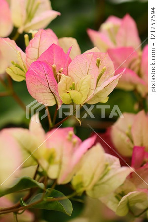 Blooming bougainvillea 121257594