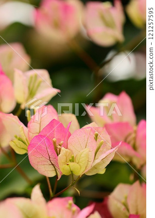 Blooming bougainvillea 121257595
