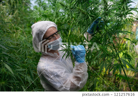 A Scientist Carefully Examining Cannabis Plants Thriving in a Controlled Greenhouse Environment A Scientist Carefully Examining Cannabis Plants Thriving in a Controlled Greenhouse Environment 121257616