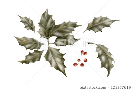 Vintage Christmas plant holly with leaves,berries as a symbol of holiday warmth and coziness.Watercolor illustration in vintage soft colors isolated on transparent background for prints,textile,cards 121257619