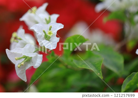 Blooming bougainvillea Blooming bougainvillea 121257699