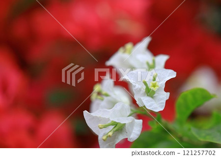 Blooming bougainvillea 121257702