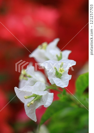Blooming bougainvillea 121257703