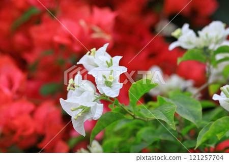 Blooming bougainvillea 121257704