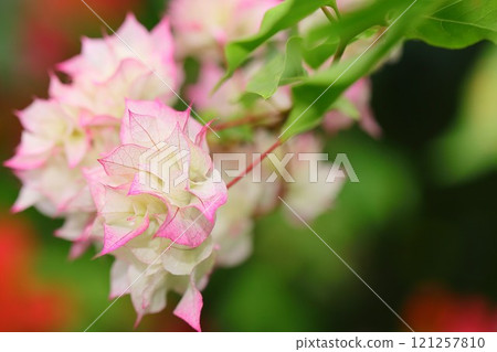Blooming bougainvillea Blooming bougainvillea 121257810