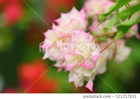 Blooming bougainvillea Blooming bougainvillea 121257811