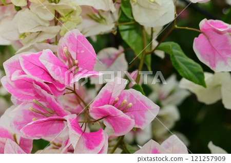 Blooming bougainvillea Blooming bougainvillea 121257909