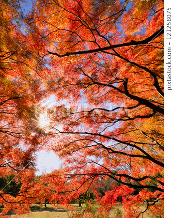 Autumn leaves at Mizumoto Park, Tokyo Autumn leaves at Mizumoto Park, Tokyo 121258075