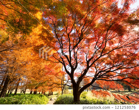 Autumn leaves at Mizumoto Park, Tokyo Autumn leaves at Mizumoto Park, Tokyo 121258076