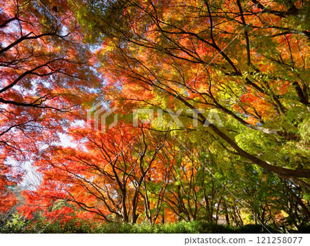 Autumn leaves at Mizumoto Park, Tokyo 121258077