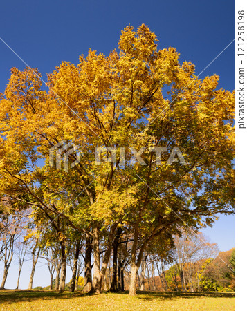 Akinare's yellow leaves Akinare's yellow leaves 121258198