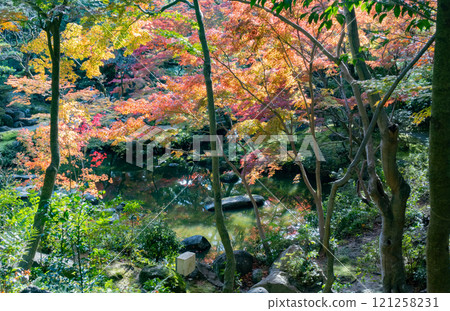 The beautiful autumn foliage of the Kobe Guest House and former Nishio residence in Suma Ward, Kobe City 121258231
