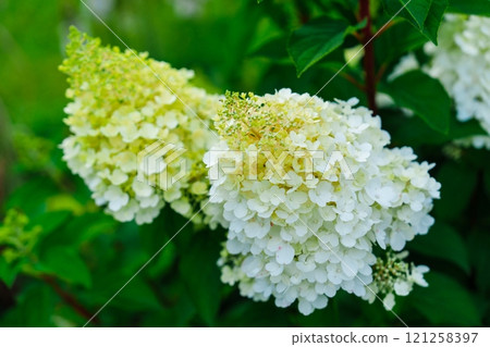 Close-up of white hydrangea flowers in full bloom in a garden. Bruges, Belgium. 121258397