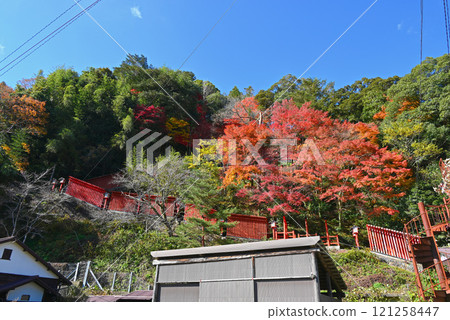 The main approach to Taikodani Inari Shrine, with its thousand torii gates [Tsuwano Town, Shimane Prefecture] 121258447
