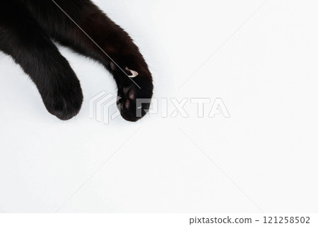 On a white background in the upper left corner, you can see two black cat's paws with an outstretched claw with space for text. High quality photo 121258502