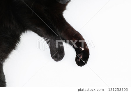 A black cat lies on a white background, two paws with an outstretched claw and a black fluffy tummy with space for text are visible. High quality photo A black cat lies on a white background, two paws with an outstretched claw and a black fluffy tummy with space for text are visible. High quality photo 121258503