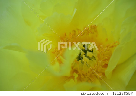 草藥是“Tateba Paeonia”,品種是Birdzera,花語是“害羞”和“害羞”。 草藥是“Tateba Paeonia”,品種是Birdzera,花語是“害羞”和“害羞”。 121258597