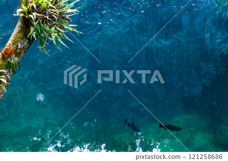 Black fishes in the Sinkhole Blue Lake. 121258686