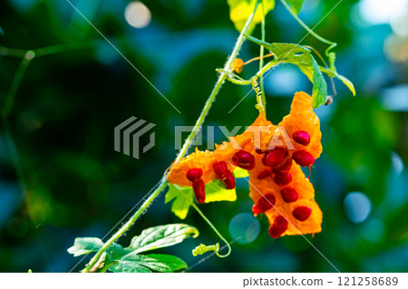 Closeup view of ripe Bitter Gourd or Momordica charantia. 121258689