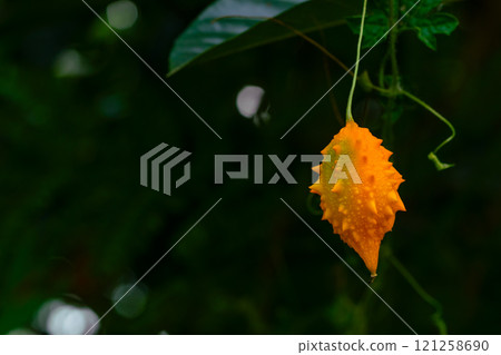Closeup view of ripe natural Bitter Gourd or Momordica charantia fruit with green leaves. 121258690