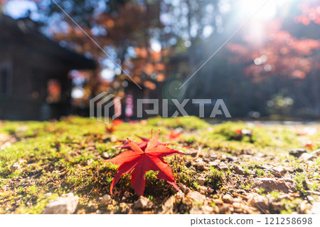 從低角度看深秋的景色 121258698