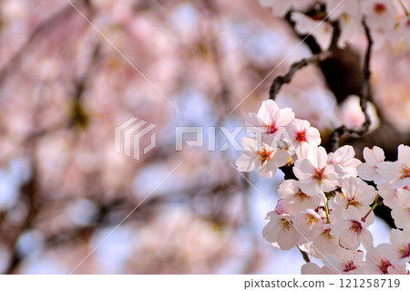 Cherry blossoms in full bloom 121258719