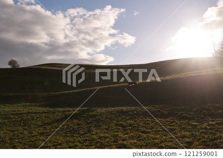 A dog is running down a hill in a grassy field A dog is running down a hill in a grassy field 121259001