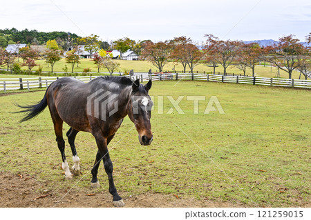 田園牧馬（秋季） 121259015