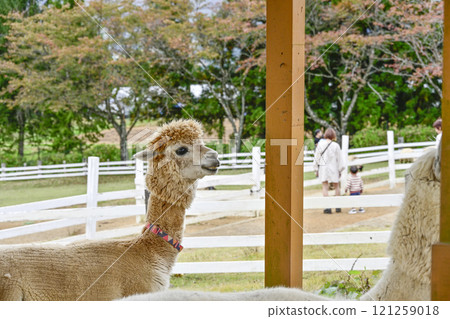 Alpacas in Pastoral Village (Autumn) 121259018