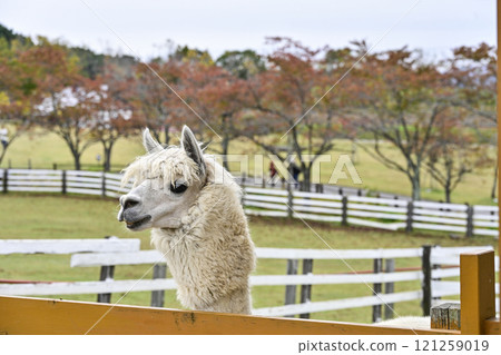 生之鄉的羊駝（秋季） 121259019