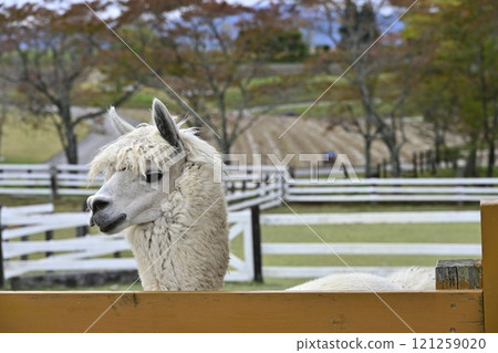 Alpacas in Pastoral Village (Autumn) 121259020